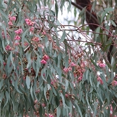 Eucalyptus dives at Baranduda, VIC - 13 Jul 2025 by KylieWaldon
