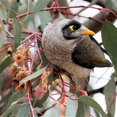 Manorina melanocephala by KylieWaldon