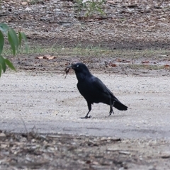 Corvus coronoides by KylieWaldon