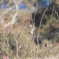 Stizoptera bichenovii at Duffy, ACT - Yesterday by LineMarie