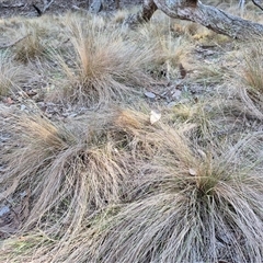 Nassella trichotoma (Serrated Tussock) at Manton, NSW - 19 Jul 2025 by MB