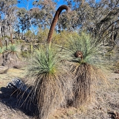 Xanthorrhoea (genus) at Manton, NSW - 19 Jul 2025 by MB