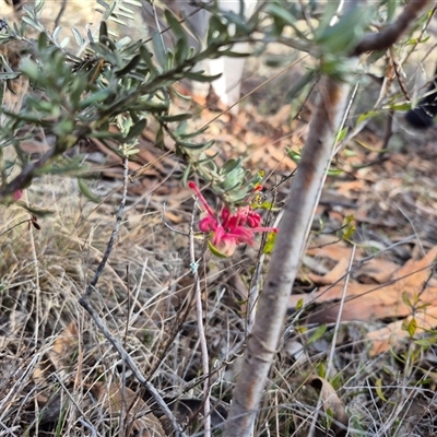 Grevillea lanigera at Jerrawa, NSW - 19 Jul 2025 by MB