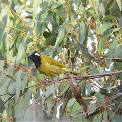 Nesoptilotis leucotis (White-eared Honeyeater) at Duffy, ACT - Yesterday by LineMarie