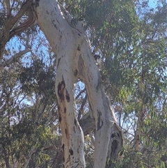 Eucalyptus (genus) (A Gum Tree) at Jerrawa, NSW - 19 Jul 2025 by MB