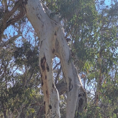 Eucalyptus (genus) (A Gum Tree) at Jerrawa, NSW - 19 Jul 2025 by MB