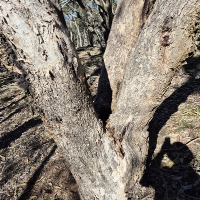 Eucalyptus bridgesiana by MB