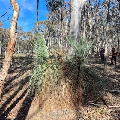 Xanthorrhoea (genus) at Jerrawa, NSW - 19 Jul 2025 by MB