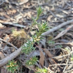 Melichrus urceolatus (Urn Heath) at Bango, NSW - 19 Jul 2025 by MB