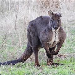 Osphranter robustus robustus (Eastern Wallaroo) at Kambah, ACT - Yesterday by LineMarie