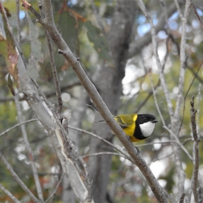Pachycephala pectoralis (Golden Whistler) at Tinderry, NSW - Yesterday by danswell