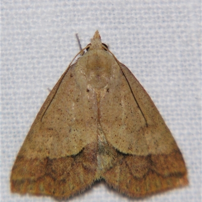 Unverified Noctuoid moth (except Arctiinae) by PJH123