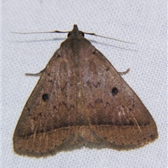 Unverified Noctuoid moth (except Arctiinae) by PJH123