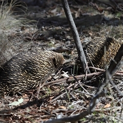 Tachyglossus aculeatus (Short-beaked Echidna) at Forde, ACT - Yesterday by TimL