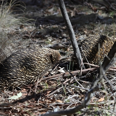 Tachyglossus aculeatus (Short-beaked Echidna) at Forde, ACT - Yesterday by TimL