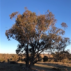 Eucalyptus bridgesiana (Apple Box) at Crowther, NSW - 19 Jul 2025 by Frecko
