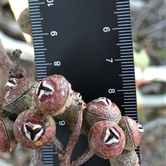 Eucalyptus macrorhyncha (Red Stringybark) at Crowther, NSW - 19 Jul 2025 by Frecko