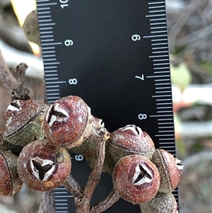 Eucalyptus globulus subsp. bicostata at Crowther, NSW - 19 Jul 2025 by Frecko