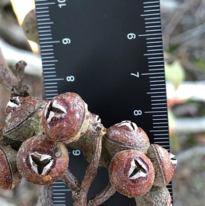 Eucalyptus macrorhyncha (Red Stringybark) at Crowther, NSW - 19 Jul 2025 by Frecko