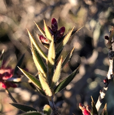 Lissanthe strigosa subsp. subulata (Peach Heath) at Crowther, NSW - 19 Jul 2025 by Frecko