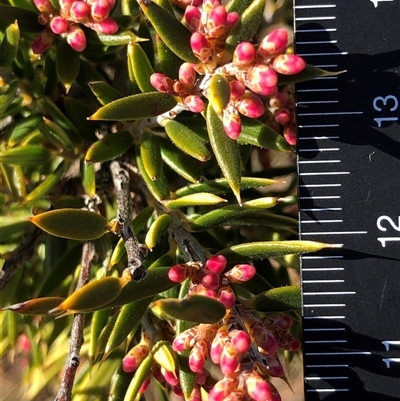 Lissanthe strigosa subsp. subulata (Peach Heath) at Crowther, NSW - 18 Jul 2025 by Frecko
