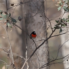 Petroica boodang (Scarlet Robin) at Forde, ACT - Yesterday by TimL
