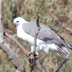 Elanus axillaris by jb2602