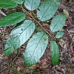 Unverified Other Shrub at Hydes Creek, NSW - 18 Jul 2025 by jason_john
