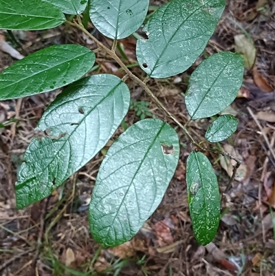 Unverified Other Shrub at Hydes Creek, NSW - 18 Jul 2025 by jason_john