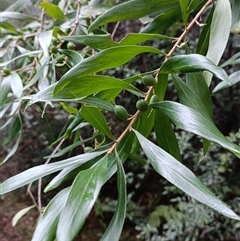 Unverified Plant at Hydes Creek, NSW - 18 Jul 2025 by jason_john