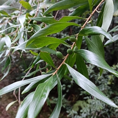 Unverified Plant at Hydes Creek, NSW - 18 Jul 2025 by jason_john