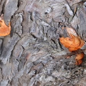 Trametes coccinea at West Wodonga, VIC - 14 Jul 2025 12:26 PM
