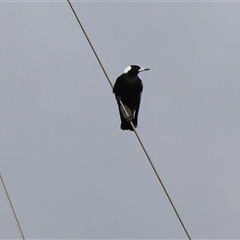 Gymnorhina tibicen at West Wodonga, VIC - 14 Jul 2025 by KylieWaldon