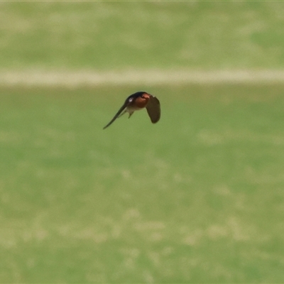 Hirundo neoxena at West Wodonga, VIC - 14 Jul 2025 by KylieWaldon
