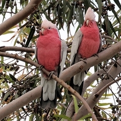 Eolophus roseicapilla at West Wodonga, VIC - 14 Jul 2025 by KylieWaldon