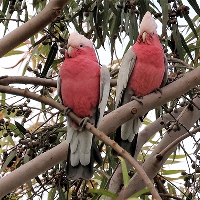 Eolophus roseicapilla at West Wodonga, VIC - 14 Jul 2025 by KylieWaldon
