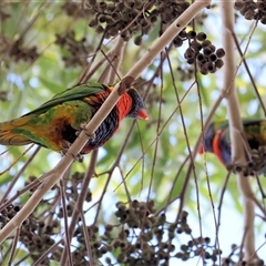 Trichoglossus moluccanus at West Wodonga, VIC - 14 Jul 2025 by KylieWaldon