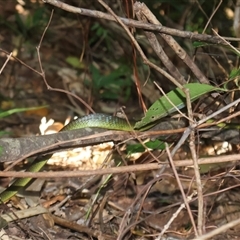 Dendrelaphis punctulatus at Djiru, QLD - 7 Jul 2025 by Clarel