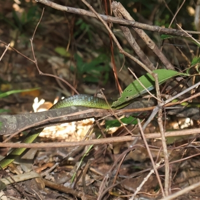 Dendrelaphis punctulatus at Djiru, QLD - 7 Jul 2025 by Clarel