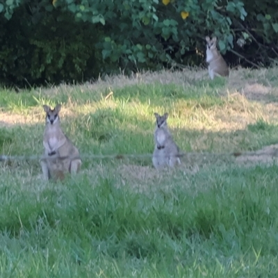 Macropus parryi at South Mission Beach, QLD - 7 Jul 2025 by Clarel