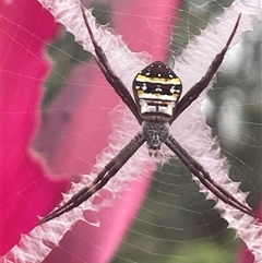Argiope (genus) at Wongaling Beach, QLD - 8 Jul 2025 by Clarel