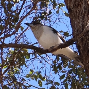 Cracticus nigrogularis at Clairview, QLD - 12 Jul 2025 by Clarel