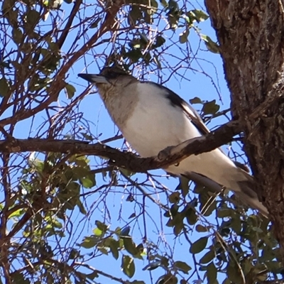 Cracticus nigrogularis at Clairview, QLD - 12 Jul 2025 by Clarel
