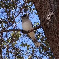 Cracticus nigrogularis at Clairview, QLD - 12 Jul 2025 12:56 PM