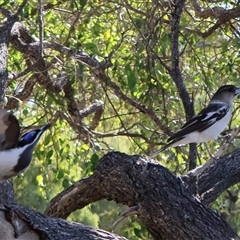 Cracticus nigrogularis at Clairview, QLD - 12 Jul 2025 12:56 PM