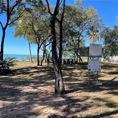 Cracticus nigrogularis at Clairview, QLD - 12 Jul 2025 12:56 PM