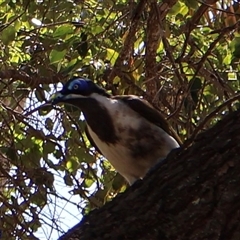Entomyzon cyanotis at Clairview, QLD - 12 Jul 2025 by Clarel
