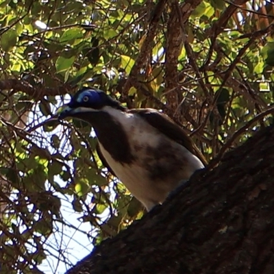 Entomyzon cyanotis at Clairview, QLD - 12 Jul 2025 by Clarel