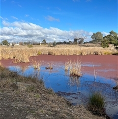 Unverified Algae, Cyanobacteria, other bacteria and viruses at Forde, ACT - Today by Timberpaddock