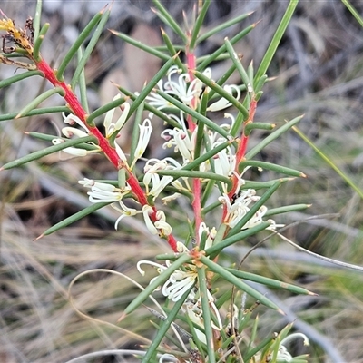 Hakea decurrens subsp. decurrens (Bushy Needlewood) at Acton, ACT - Yesterday by sangio7
